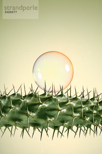 Seifenblase auf einem Kaktus  Close-up