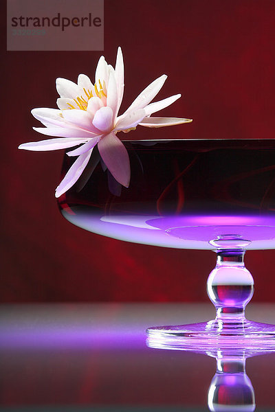 Seerose in einer Glasschale  Close-up  Flachwinkelansicht