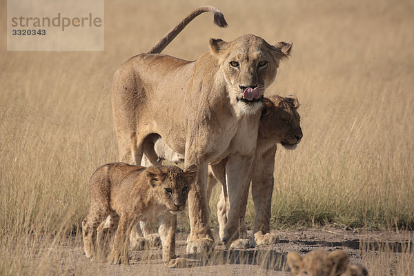 Löwin (Panthera leo) mit Jungen  Amboseli Nationalpark  Kenia