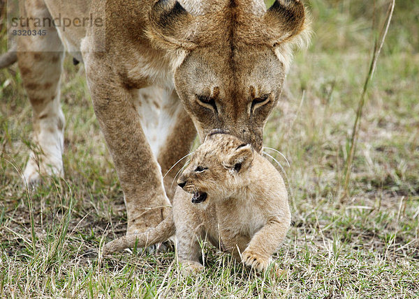 Löwin (Panthera leo) putzt Jungtier  Masai Mara National Reserve  Kenia