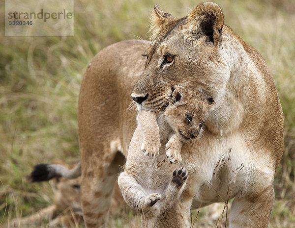 Löwin (Panthera leo) trägt Jungtier im Maul  Masai Mara National Reserve  Kenia