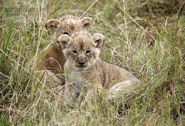 Zwei Löwenjungen (Panthera leo) im Gras liegend  Masai Mara National Reserve  Kenia