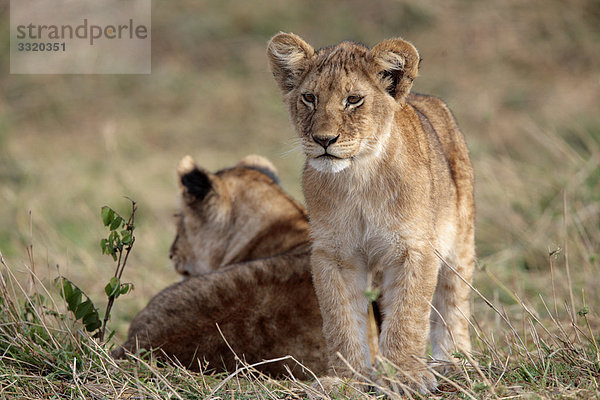 Zwei Löwenjungen (Panthera leo)  Masai Mara National Reserve  Kenia