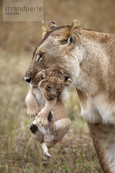 Löwin (Panthera leo) trägt Jungtier im Maul  Masai Mara National Reserve  Kenia  Porträt