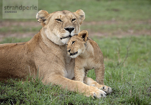 Löwin (Panthera leo) mit Jungtier  Masai Mara National Reserve  Kenia