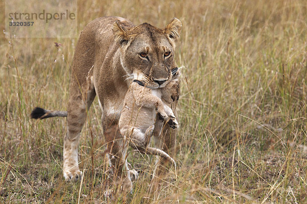 Löwin (Panthera leo) trägt Jungtier im Maul  Masai Mara National Reserve  Kenia