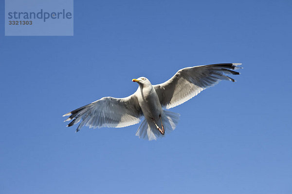 Eine Möwe beim Fliegen