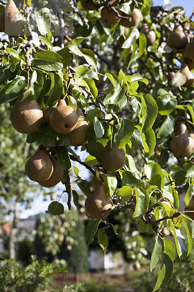 Birnen  die an den Ästen eines Birnbaums hängen