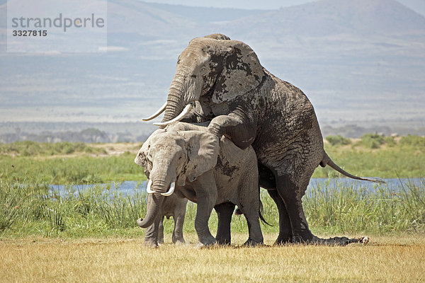 Afrikanische Elefanten (Loxodonta africana) bei der Paarung  Amboseli Nationalpark  Kenia