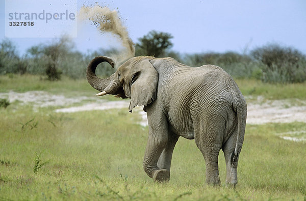 Afrikanischer Elefant (Loxodonta africana) wirft mit Sand  Etosha-Nationalpark  Namibia