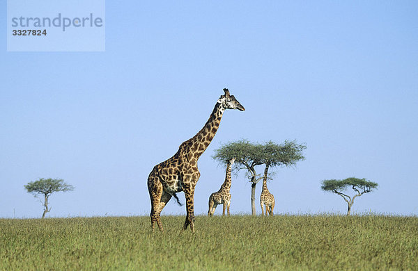 Drei Giraffen (Giraffa camelopardalis) in der Savanne  Kenia