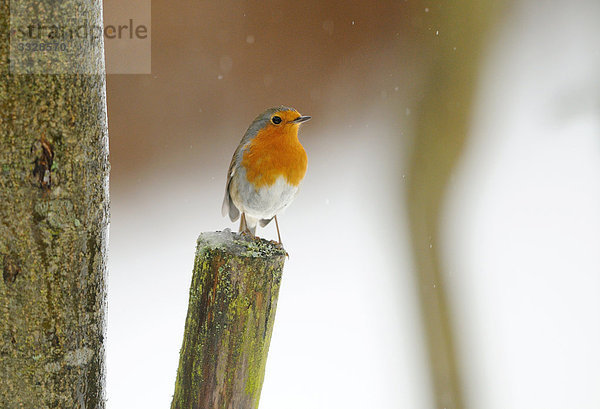 Rotkehlchen (Erithacus rubecula) auf einem Ast sitzend  Bayern  Deutschland  Close-up