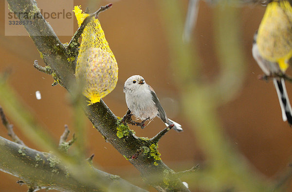 Zwei Schwanzmeisen (Aegithalos caudatus) auf einem Ast mit Meisenknödeln  Bayern  Deutschland  Close-up