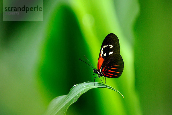 Tiger-Passionsblumenfalter (Heliconius hecale) auf einem Blatt  Close-up