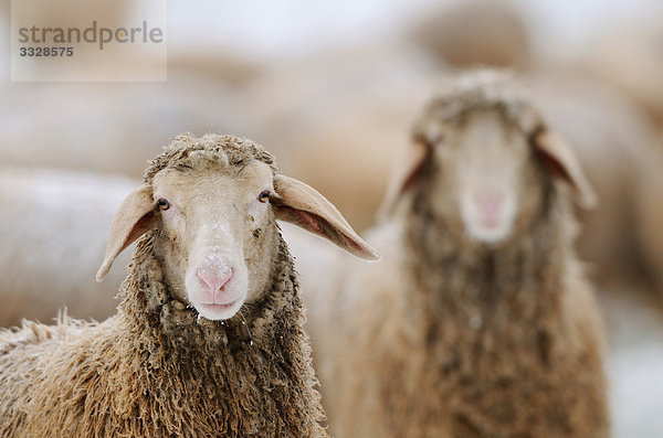 Zwei Schafe (Ovis aries)  Herde im Hintergrund  Close-up