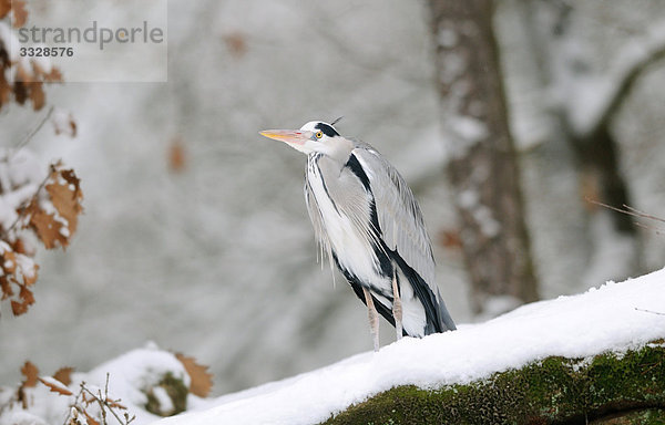 Graureiher (Ardea cinerea) auf einem schneebedeckten Ast sitzend  Bayern  Deutschland  Flachwinkelansicht