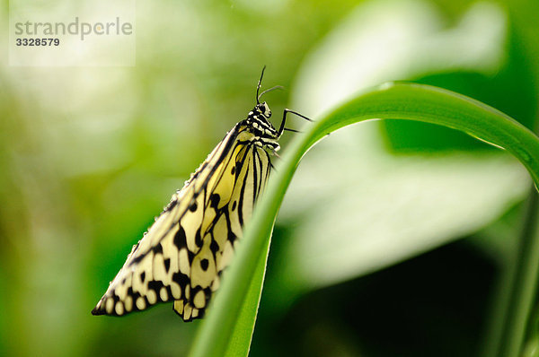 Weisse Baumnymphe (Idea leuconoe) auf einem Blatt sitzend  Close-up