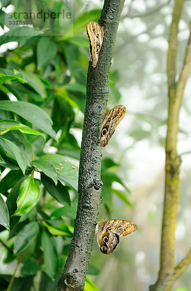 Drei Bananenfalter (Caligo eurilochus) an einem Ast