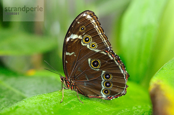 Blauer Morphofalter (Morpho peleides) auf einem Blatt sitzend  Close-up