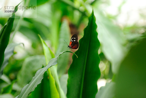 Tiger-Passionsblumenfalter (Heliconius hecale) auf einem Blatt  Seitenansicht