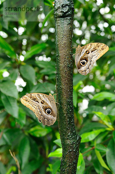 Zwei Bananenfalter (Caligo eurilochus) an einem Ast  Seitenansicht