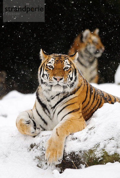 Zwei Sibirische Tiger (Panthera tigris altaica) im Schnee