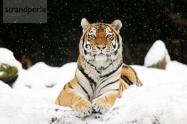 Sibirischer Tiger (Panthera tigris altaica) im Schnee liegend  Frontalansicht