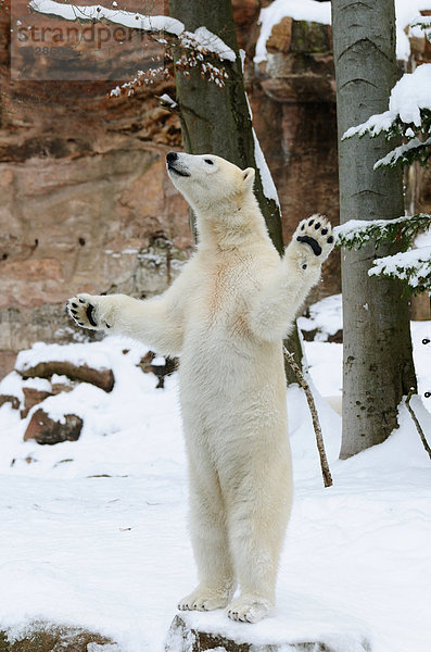 Eisbär (Ursus maritimus) auf Hinterpfoten im Schnee stehend