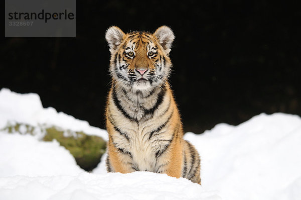 Junger Sibirischer Tiger (Panthera tigris altaica) im Schnee  Frontalansicht