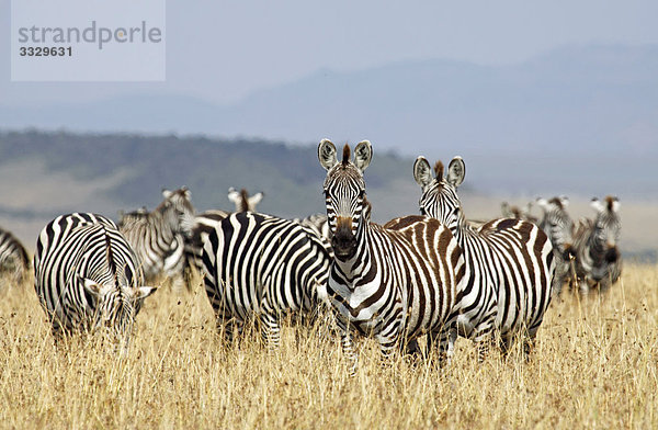 Steppenzebras (Equus quagga) im Gras stehend  Masai Mara National Reserve  Kenia