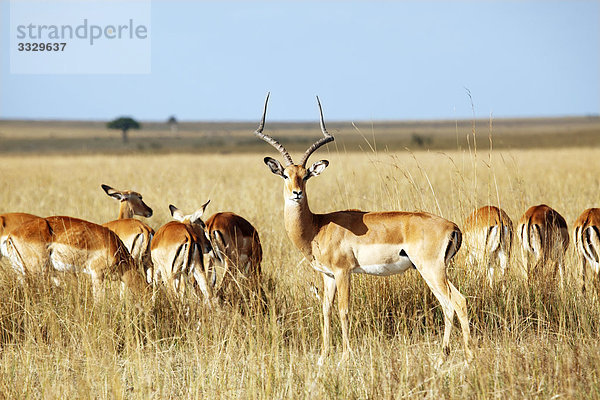 Impalas (Aepyceros melampus) grasend  Masai Mara National Reserve  Kenia