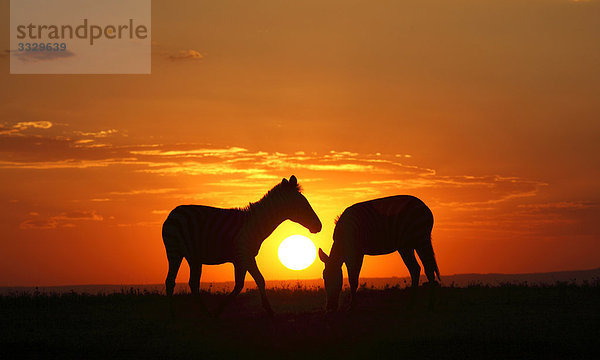 Zwei Steppenzebras (Equus quagga) bei Sonnenuntergang  Masai Mara National Reserve  Kenia