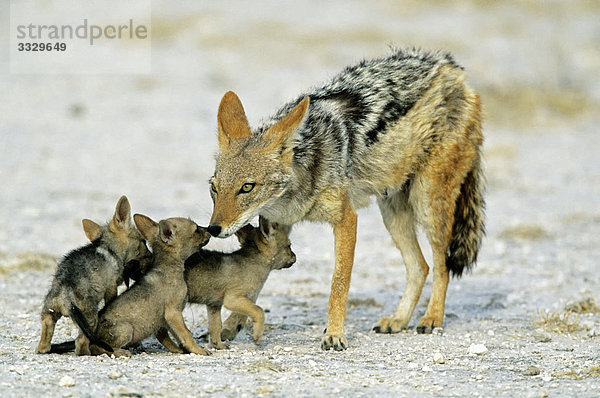 Schabrackenschakal (Canis mesomelas) mit Jungen  Etosha-Nationalpark  Namibia