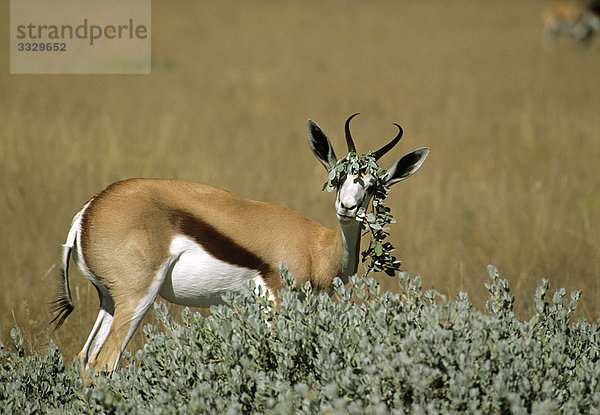 Springbock (Antidorcas marsupialis) frisst Blätter  Etosha-Nationalpark  Namibia