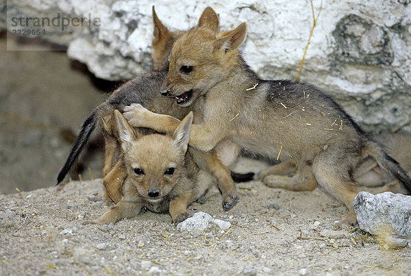 Junge Schabrackenschakale (Canis mesomelas) spielend  Etosha-Nationalpark  Namibia