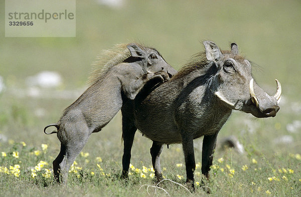 Warzenschwein (Phacochoerus aethiopicus) mit Jungtier auf einer Wiese  Etosha-Nationalpark  Namibia