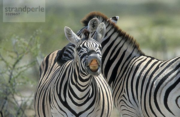 Zwei Steppenzebras (Equus quagga)  Etosha-Nationalpark  Namibia