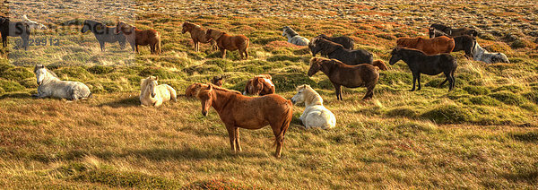 Islandpferde in einem Feld  Norðurland eystra