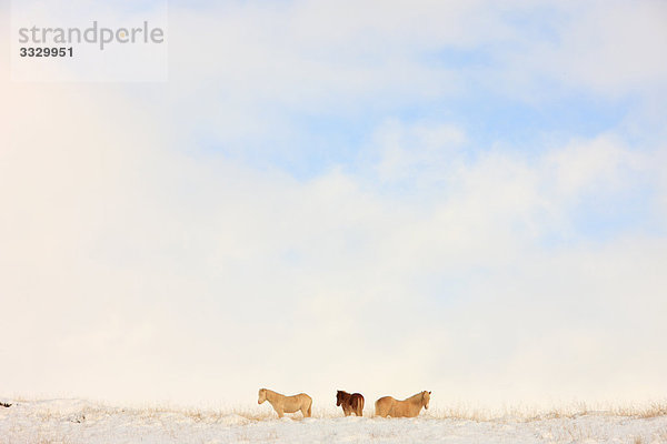 Islandpferde im Schnee bedeckt Feld  Island