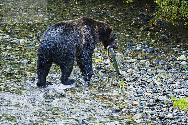 Grizzly Bear catching und Essen Lachs  Tongass National Forest  Alaska