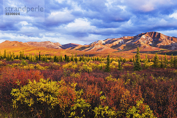 Herbstfarben und Fang Berg  Denali-Nationalpark in Alaska