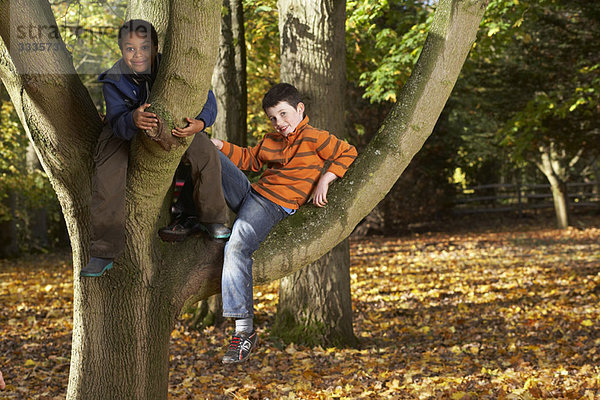 Zwei Jungen auf einem Baum sitzend