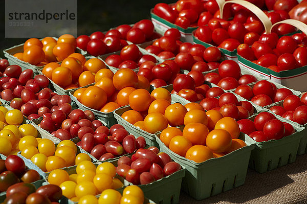 Verschiedene Arten von frischen Tomaten  Riverdale Bauernmarkt  Toronto  Ontario