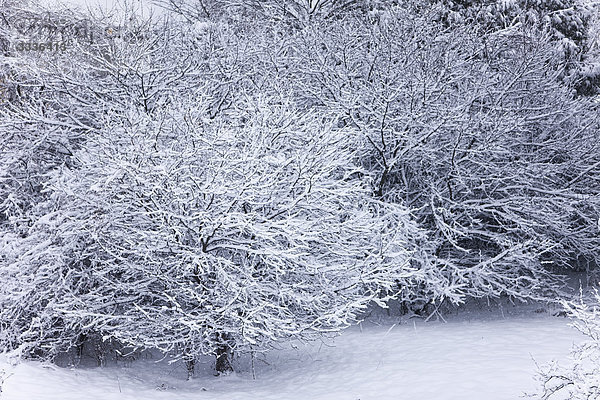 Apfelbäume schneebedeckt  Bradford  Ontario