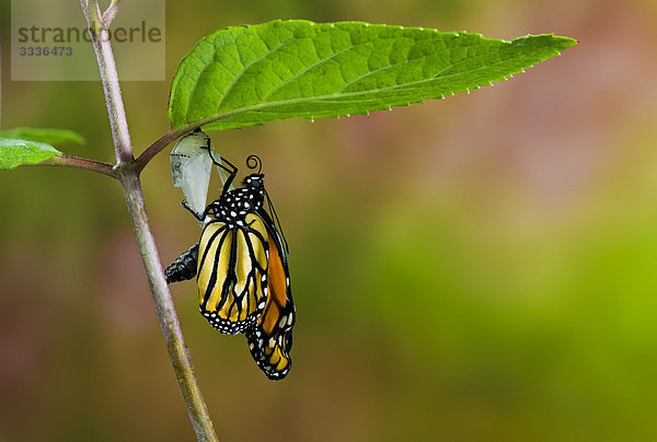 Monarchfalter Erwachsener entstanden neu Cocoon hängt auf leere Chrysalis beim Pumpen Mekonium aus seinen Bauch in den Flügeln. Sommer  Nova Scotia. Reihe von 4 Bilder.