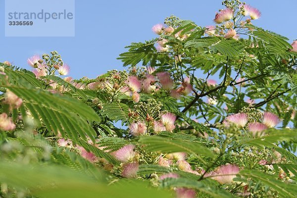 Blühende Seidenakazie (Albizia julibrissin)  Botanischer Garten Meran  Italien  Close-up