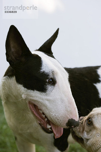 Begegnung zwischen Bullterrier und französischer Bulldogge