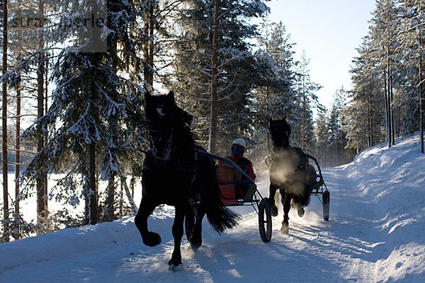 Ausbildung von Pferden in einem winterlichen Landschaft  Schweden.