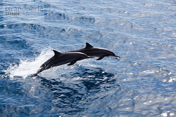 Springen Dolphin im Ozean  der Malediven.