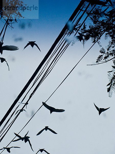 Vögel fliegen von Telefon-Drähte  Brasilien.